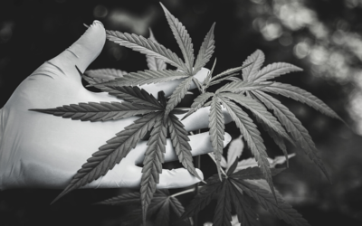 Warum die Legalisierung von Cannabis am Völker- und Europarecht scheitern könnte