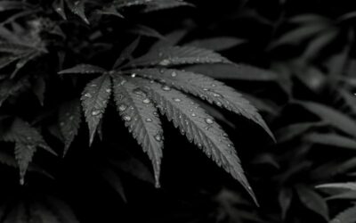 Cannabis im Straßenverkehr: Änderung der THC-Grenzwerte endlich im Anmarsch?